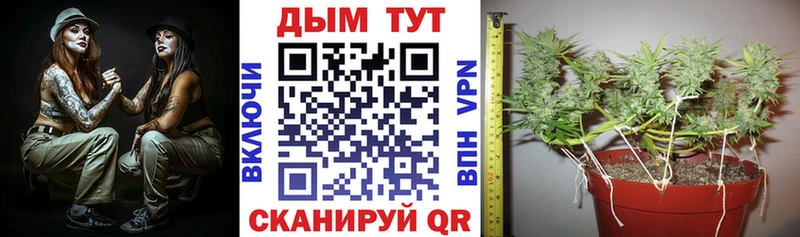 Марихуана сатива  МЕГА ссылка  Лангепас 